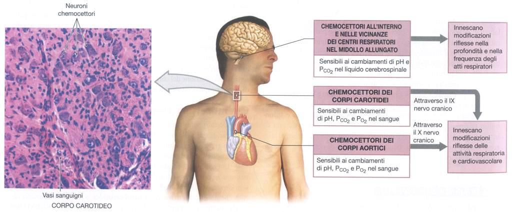 Chemocettori Immagine tratta da: Anatomia Umana,