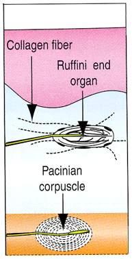 deformazioni della cute Bulbi terminali di Krauss: piccole strutture sferiche Corpuscoli di Ruffini: piccole strutture fusiformi che si trovano in