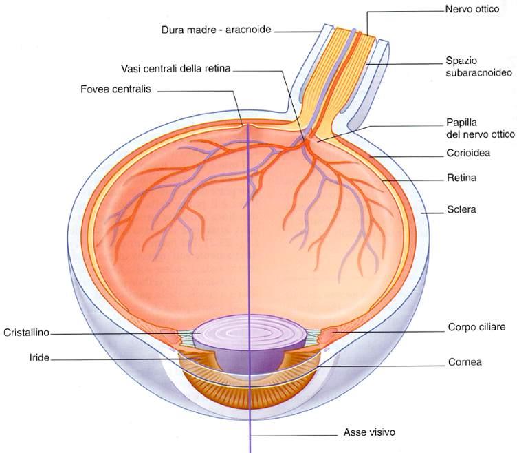 Immagine tratta da: Neuroanatomia, Fitzgerald,