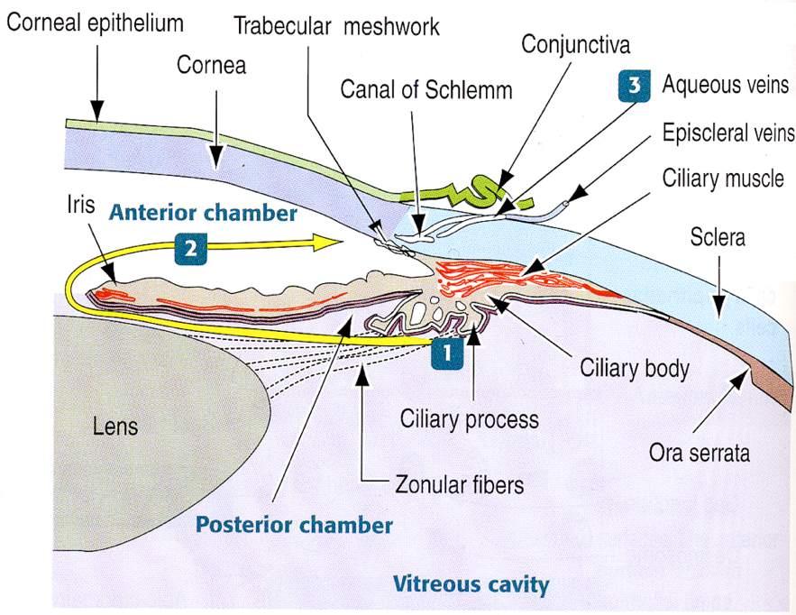 Immagine tratta da: Hystology and Cell