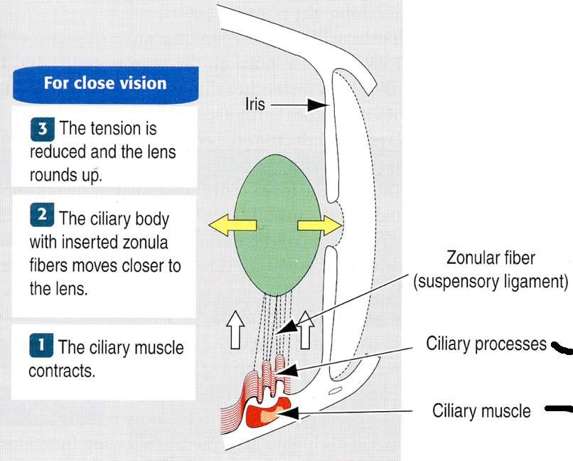 Immagine tratta da: Hystology and Cell