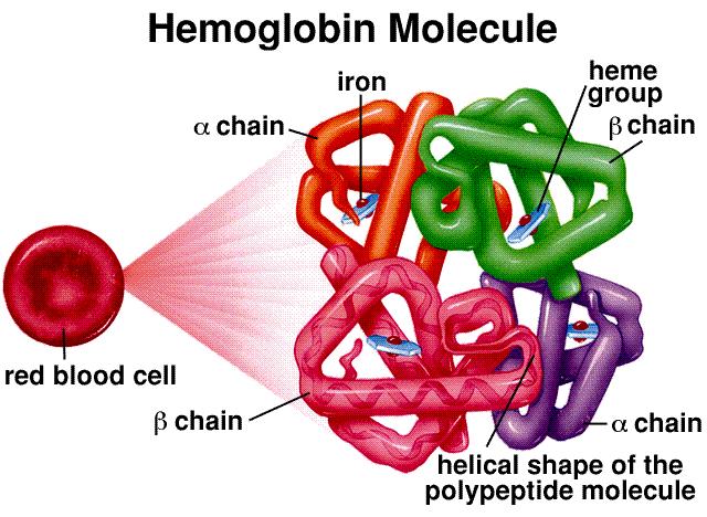 Drepanocitosi (SCD) Gruppo di anemie emolitiche croniche ereditarie caratterizzate da un emoglobina anomala: l emoglobina S Mutazione