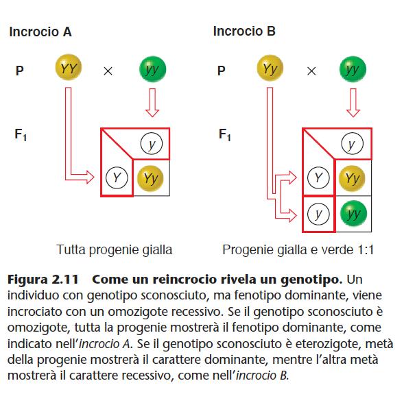 Il reincrocio serve a