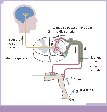 Il livello neurobiologico: il sistema nervoso // SN autonomo Il sistema autonomo controlla tutte le funzioni del