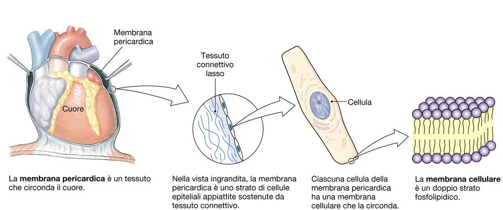 Vari significati della