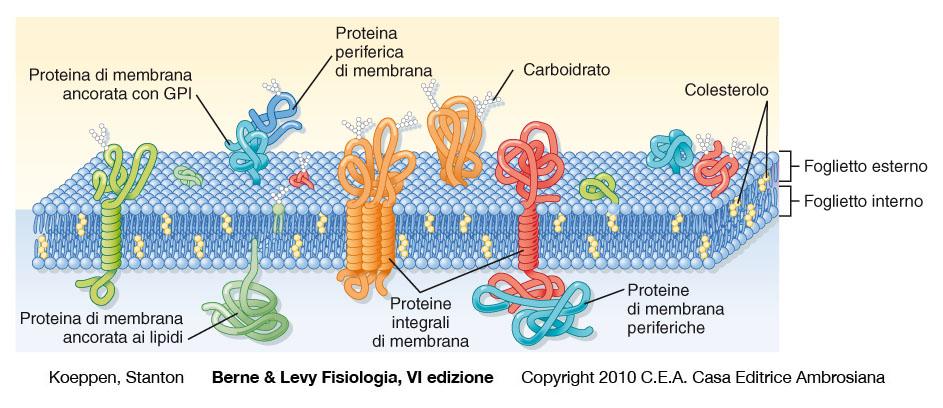 Funzioni della membrana plasmatica 1. Determinazione della forma cellulare (citoscheletro) 2. Trasporto selettivo di molecole (trasportatori) 3.