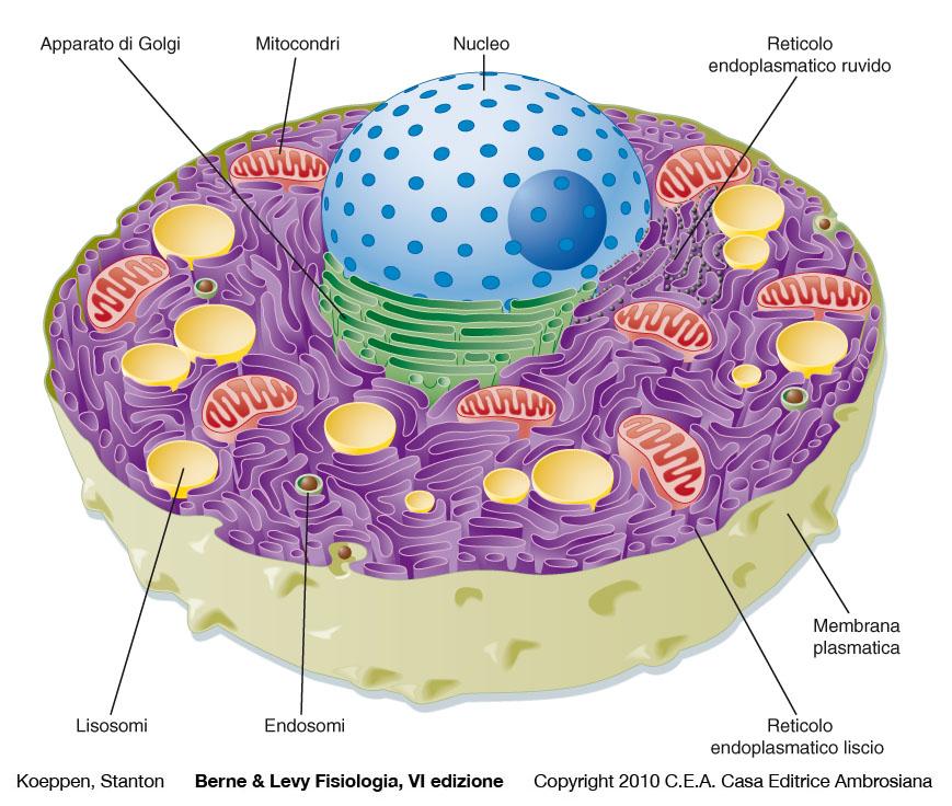 La membrana definisce la cellula e in base alle