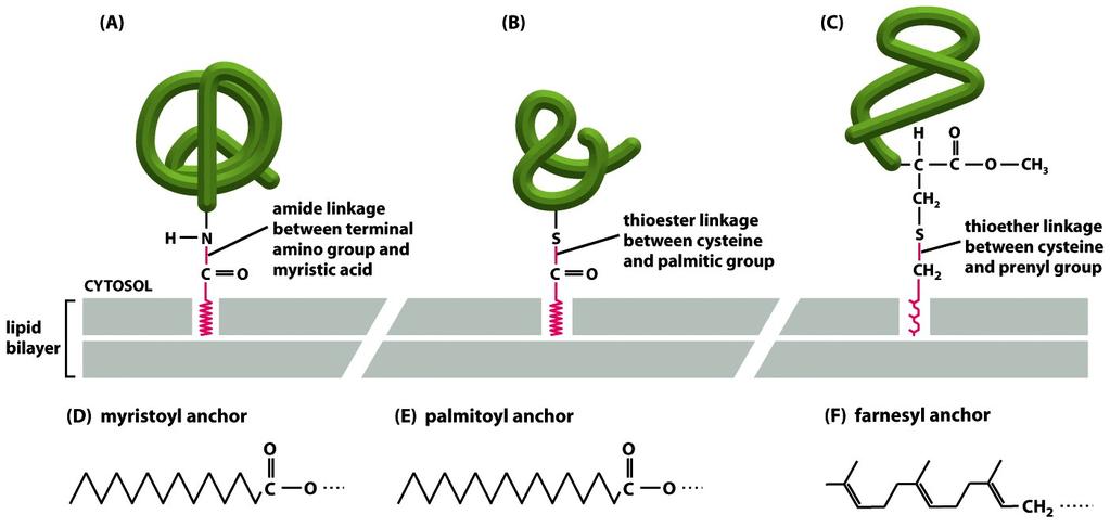 Figure 10-20 Molecular Biology