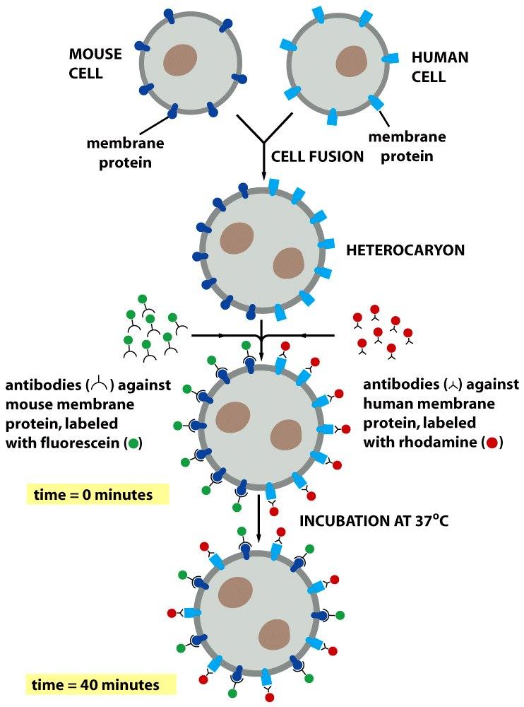 Figure 10-35 Molecular Biology