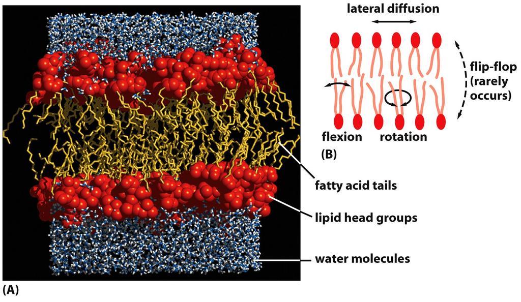 Figure 10-11 Molecular Biology of the