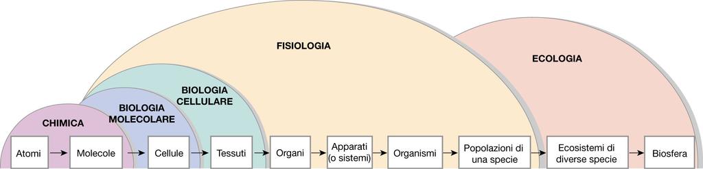 FISIOLOGIA Fisiologia - scienza che studia la vita e le funzioni