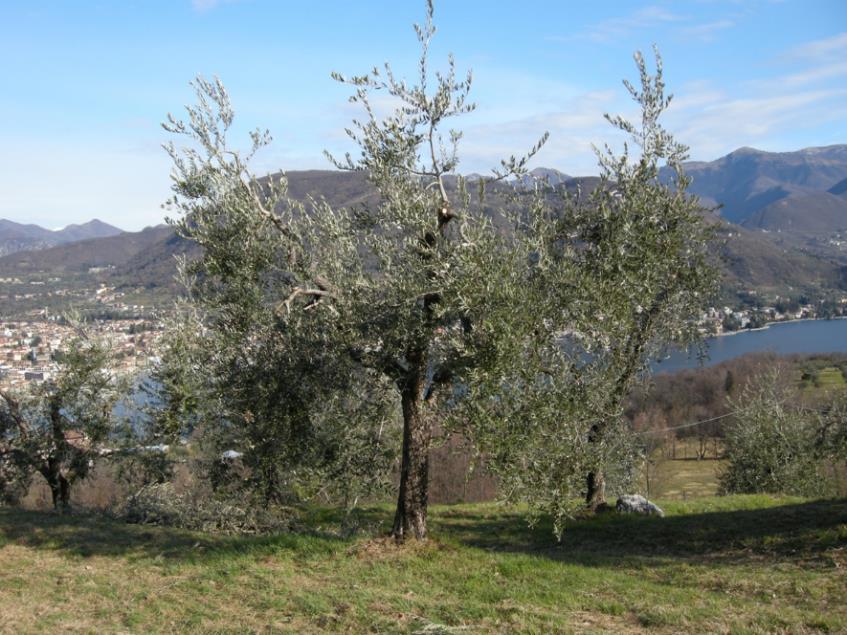 BOLLETTINO OLIVO del 29-03-2017 FASE FENOLOGICA Ripresa vegetativa INTERVENTI COLTURALI POTATURA In tutti gli areali della Lombardia è possibile effettuare le operazioni di potatura dell olivo.