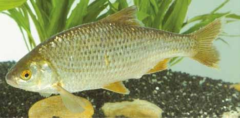 Specie ittiche - Specie Alloctone.