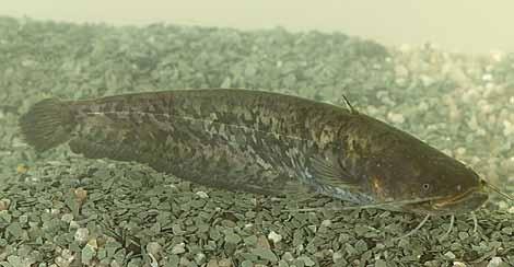 .. Specie ittiche - Specie Alloctone.. Siluro Silurus glanis (Linnaeus, 78) è un pesce di taglia grande appartenente alla famiglia Siluridae, originario dell Europa centro-orientale.