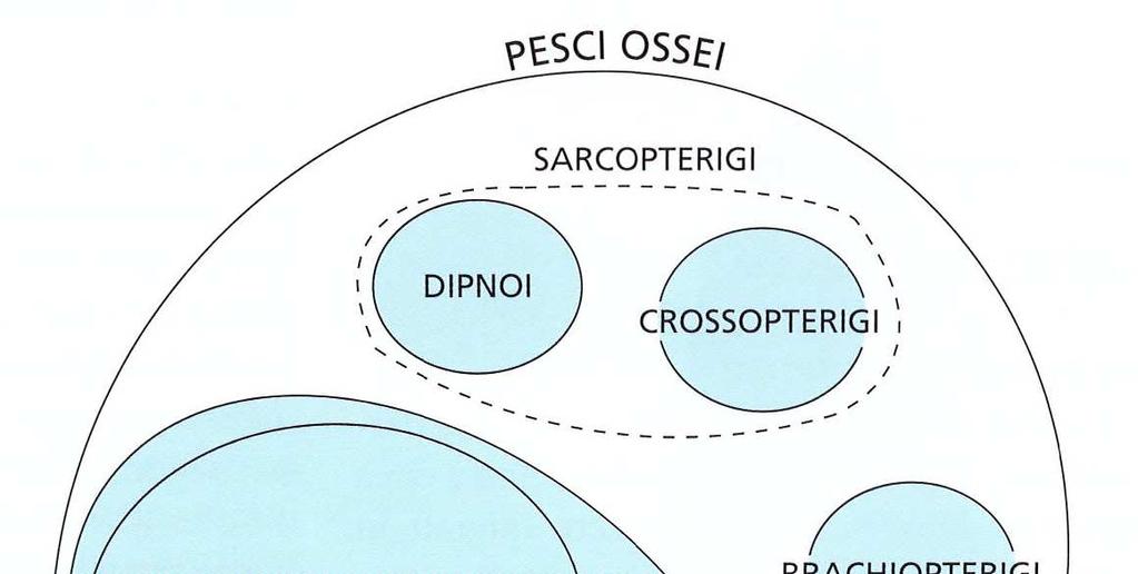 distinta in quattro sottoclassi