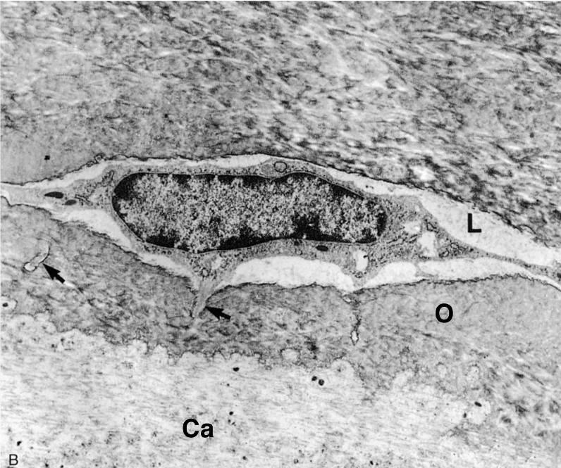 Osteocita Lacuna Canalicolo