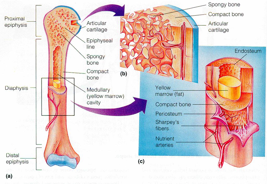 Epifisi Prossimale Metafisi Diafisi Cartilagine articolare Linea epifiseale Osso spugnoso Osso compatto Canale midollare (midollo giallo)