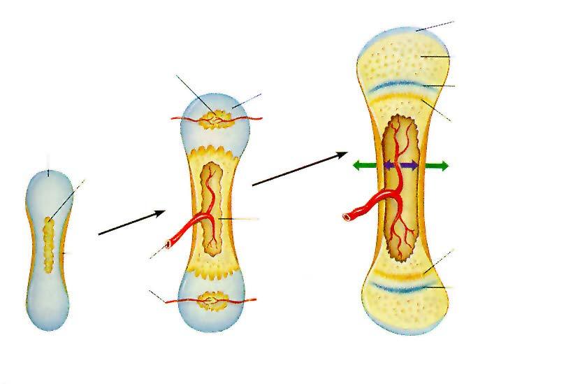 Cartilagine Ialina Osso che sostituisce la cartilagine c Osso Vasi sanguigni Nuovo centro di crescita Cartilagine Ialina