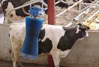 cute. Inoltre, alcune ricerche hanno dimostrato che una regolare spazzolatura influisce positivamente sulla produzione di latte e sul benessere delle vacche.