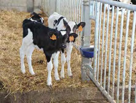 Il latte è composto per il 90% da acqua, perciò per garantire una produzione di latte elevata è fondamentale che le vostre vacche ne assumano la giusta quantità.