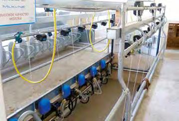 Le sale di mungitura per ovini e caprini Milkline sono specificamente progettate per garantire un flusso rapido e ordinato degli animali e una mungitura ottimale.