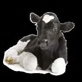 Milkline offre soluzioni intelligenti per organizzare al meglio la routine di alimentazione di vitelli e agnelli, migliorando la produttività e le