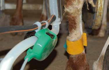 Milkline mette a disposizione soluzioni per controllare in modo efficace e affidabile tutti i momenti del processo produttivo, dall identificazione degli animali al controllo del flusso di latte.