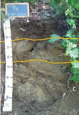 Argilloso, calcareo, presenta un orizzonte ad accumulo di carbonati (Bk) prima del substrato