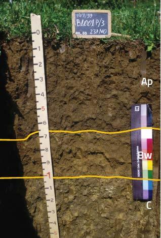 Sabbioso, non calcareo, il substrato arenaceo (C) è poco profondo. Suolo SAN CHIERLO.