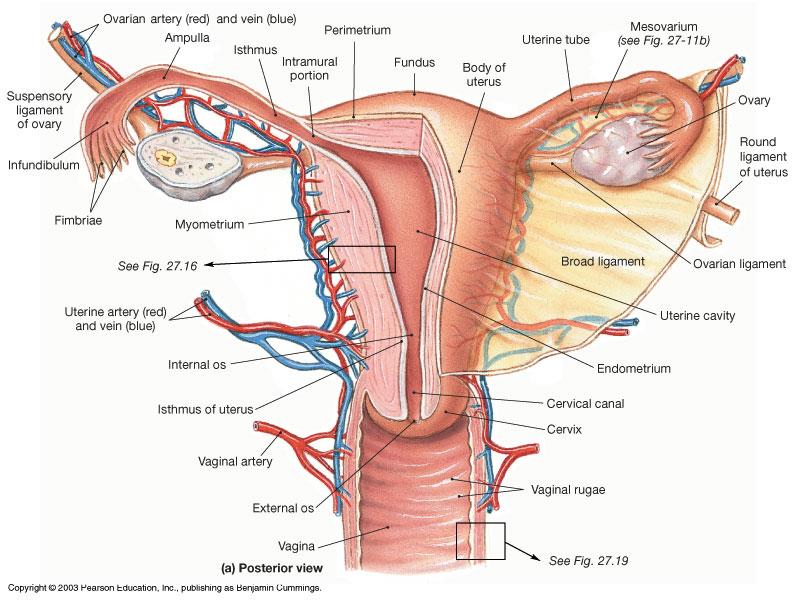 STUDI IN VITRO: Buona alternativa agli studi in vivo per saggiare gli effetti