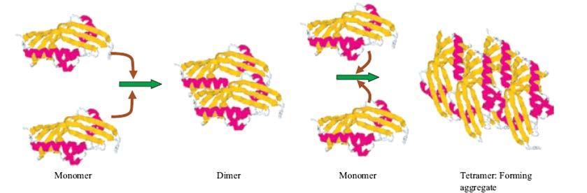 Formazione delle strutture amiloidi_2 Gli aggregati possono essere