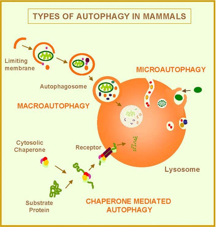 Autofagia (3 tipi) Mediata dagli