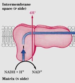 Parkinson e mitocondri L inibizione del Complesso I produce degenerazione dei neuroni della