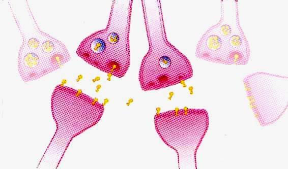 Alpha-synuclein Unknown function - primarily found in neural tissue (up to 1% of all proteins in the