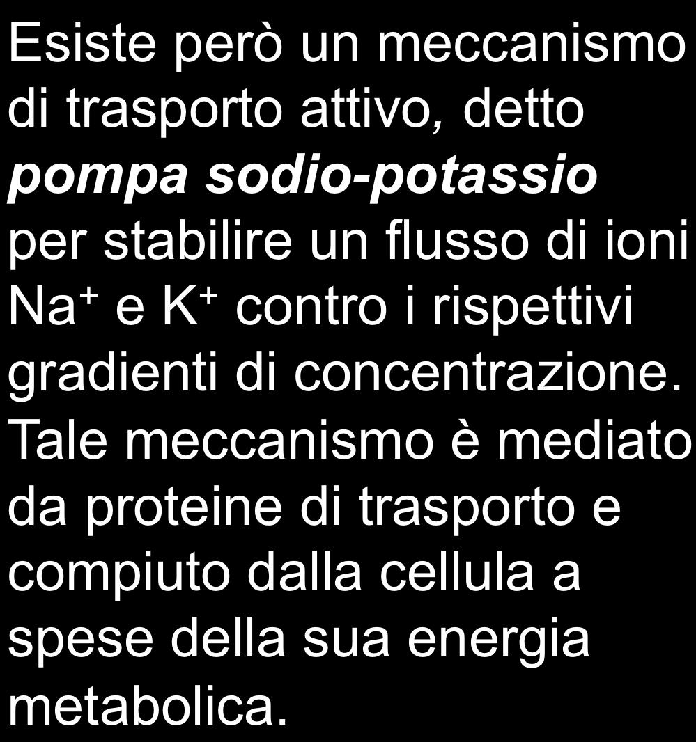 Esiste però un meccanismo di trasporto attivo, detto pompa sodio-potassio