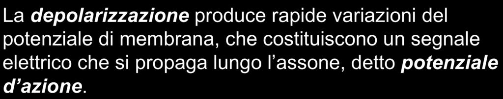 . Lo stimolo produce una depolarizzazione della membrana, cioè un aumento del potenziale interno alla cellula al di sopra della soglia di 50 mv