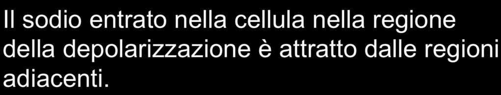 POTENZIALE D AZIONE Il sodio entrato nella cellula nella