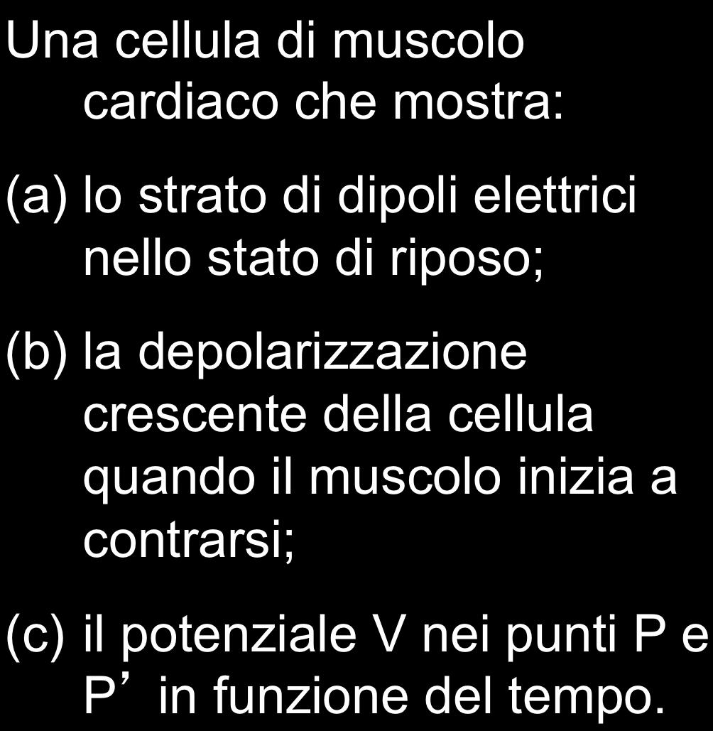 ELETTROCARDIOGRAFIA Una cellula di muscolo cardiaco che mostra: