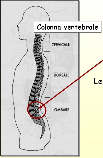 vertebre lombari a sopportare il carico più