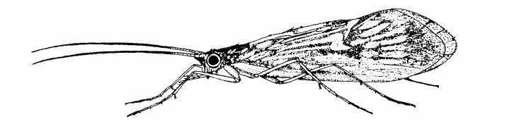 Tricotteri dalle ali ricoperte di peli Riconoscimento larva: 9. spesso all interno di astucci di seta o di elementi vegetali o minerali 10. pigopodi e uncini 11.