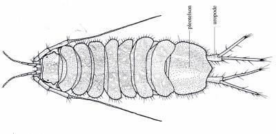 Crostacei Anfipodi (Gammarus) Isopodi (Asellus) Riconoscimento : Riconoscimento : 1. corpo inarcato e compresso lateralmente 1. corpo compresso dorso-ventralmente 2. non hanno carapace 2.