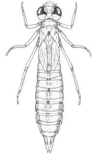 Odonati dai grossi denti Riconoscimento larva anisottero: 1. ha una piramide all estremità dell addome 2. poco slanciata 3.