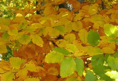 Data media [giorni] Influenza dell altitudine Spiegamento delle foglie