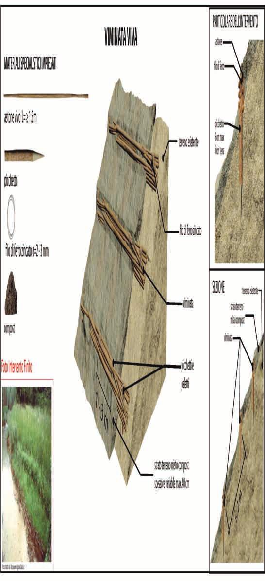 TIPOLOGIA DI INTERVENTO DESCRIZIONE DELL'APPLICAZIONE VIMINATA VIVA SETTORI DI INTERVENTO I RA V AU INTERVENTI STABILIZZANTI La tecnica prevede l'utilizzo di astoni di specie legnose con capacità di