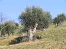 In Liguria la coltivazione dell olivo ha origini molto lontane; dopo un periodo di oblio negli anni 70 e 80 del secolo scorso, si osserva un importante ritorno alla coltivazione.