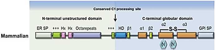 β2: foglietti β 1 e 2; N: siti di glicosilazione (da Bakkebø et al.