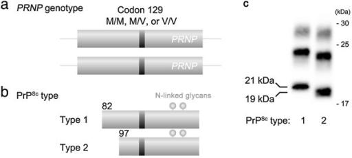 Figura 9: associazione del polimorfismo al codone 129 e del tipo di PrP Sc prodotta dopo digestione proteolitica nelle diverse varianti della CJD sporadica (da Kobayashi et al.