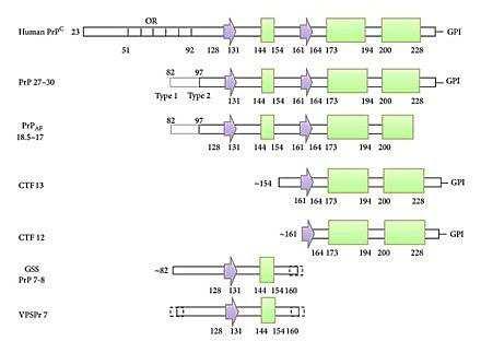 Figura 12: rappresentazione schematica della struttura secondaria e della posizione, rispetto alla sequenza proteica intera, dei frammenti di PrP Sc relativi alle varie EST umane (da Poggiolini et al.