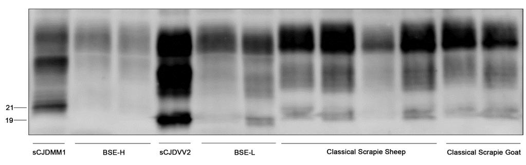omogenato totale in LB100 a ph 6,9, ovvero le condizioni utilizzate in precedenza presso il Laboratorio di Neuropatologia per la caratterizzazione dei frammenti di PrP Sc nelle varianti della scjd