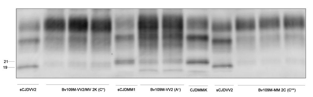 La ricerca del frammento C-terminale all intorno dei 13-14 kda ha dimostrato ancora una volta piena correlazione con quanto atteso in base agli inoculi originali, ovvero presenza del CTF13 nel